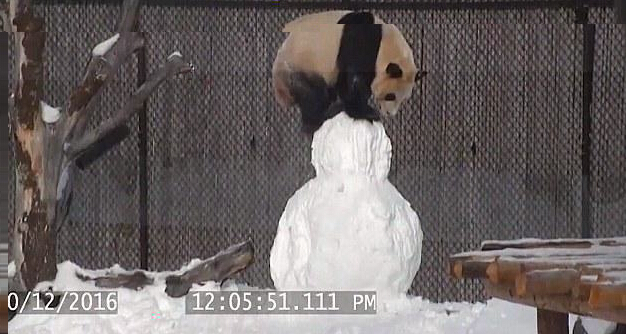 秀场视频直播 大熊猫玩雪人样子敲可爱