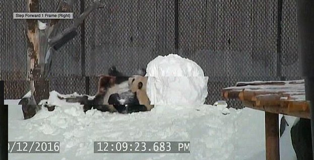 秀场视频直播 大熊猫玩雪人样子敲可爱